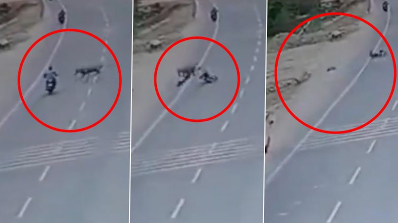 Horrific Accident: अयोध्या में नीलगाय की टक्कर से बाइक सवार की मौत, सामने आया भयावह वीडियो