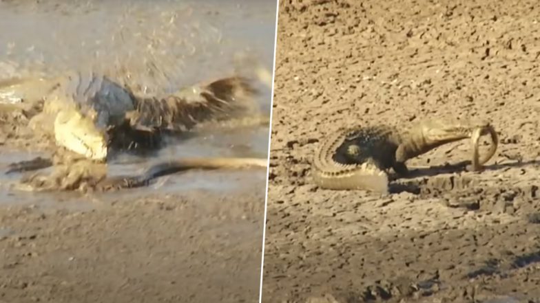 Black Mamba Viral Video: ब्लैक माम्बा पर कहर बनकर टूटा मगरमच्छ, नागराज को पल भर में चबा गया पानी का दैत्य