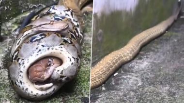 Viral Video: किंग कोबरा के सिर को अजगर ने लिया दबोच, दो खतरनाक सांपों की लड़ाई का वीडियो हुआ वायरल