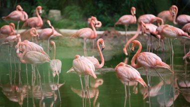 Flamingo Death: हवाई जहाज से एक साथ कैसे टकराए 36 फ्लेमिंगो? जानें हादसे की सही वजह