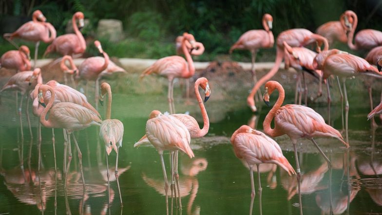 Flamingos: मुंबई के घाटकोपर इलाके में 40 फ्लेमिंगो मृत पाए गए, नमूनों को जांच के लिए भेजा गया