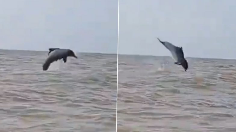 Viral Video: मुंबई के जुहू बीच पर दिखी अठखेलियां करती हुई डॉल्फिन, देखें दिल छू लेने वाला ये वीडियो