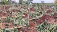 Tamil Nadu: थूथुकुडी में तेज आंधी के कारण फसलों को नुकसान, पपीते की खेती हुई तबाह -( Watch Video )