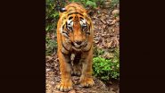 Chandrapur Tadoba Jungle: ताडोबा जंगल का राजा ' छोटा मटका ' ने पर्यटकों को दिए पास से दुर्लभ दर्शन, इस टाइगर की एक झलक पाने के लिए पहुंचते है सैकड़ो लोग - ( Watch Video )