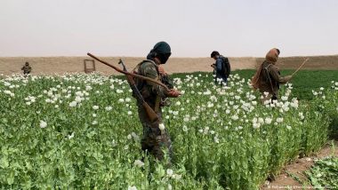 अफीम की खेती पर तालिबान का अभियान, गुस्से में किसान