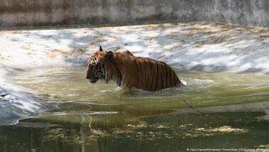 भारतीय बाघों के स्वागत के लिए तैयार कंबोडिया भारतीय बाघों के स्वागत के लिए तैयार कंबोडिया