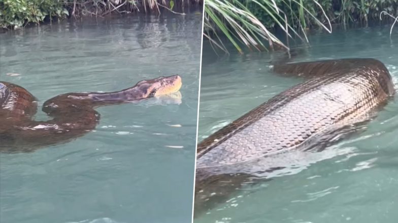 Viral Video: विशालकाय एनाकोंडा के साथ पानी में तैरता दिखा शख्स, हैरान करने वाला वीडियो हुआ वायरल