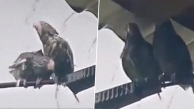 इसे कहते हैं सच्चा प्यार! बारिश में भीग रहे पक्षी को बचाने के लिए उसके साथी ने किया कुछ ऐसा... देखें Viral Video