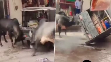 Bull Fight Viral Video: बैलों से भिड़ना ऑटो ड्राइवर को पड़ गया भारी, ‘आ बैल मुझे मार’ कहावत हुई सच