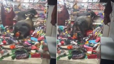 Viral Video: दो सांडों के बीच कपड़े की दुकान में हुआ जबरदस्त घमासान, सारे सामान को कर दिया तहस-नहस