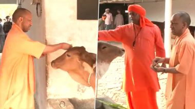 CM Yogi Gau Seva Video: यूपी के  बलरामपुर में योगी आदित्यनाथ का दिखा गौ प्रेम, गौशाला में गायों को चारा खिलाते नजर आए