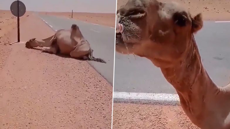 Thirsty Camel Viral Video: सड़क के किनारे प्यास से तड़प रहा था ऊंट, ट्रक ड्राइवर ने पानी पिलाकर बचाई जान