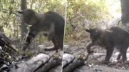 खतरनाक सांप ने फन फैलाकर किया अटैक, बिल्ली मौसी ने ऐसे सिखाया नागराज को सबक (Watch Viral Video)