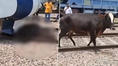 Vande Bharat Express: वंदे भारत एक्सप्रेस के ट्रैक पर अचानक आ गई गाय, ड्राइवर ने इमरजेंसी ब्रेक लगाकर बचाई जान, लोगों ने की तारीफ- VIDEO