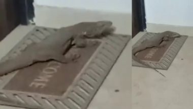 Monitor Lizard On 3rd Floor Video: लखनऊ में बिल्डिंग के तीसरे फ्लोर पर पहुंची मॉनिटर लिजर्ड, लोगों में दहशत, वीडियो हुआ वायरल