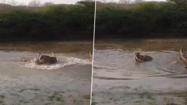 तालाब में घसीटकर बाघ ने पल भर में किया हिरण का शिकार, राजस्थान के रणथंभौर से देखें हैरान करने वाला Viral Video