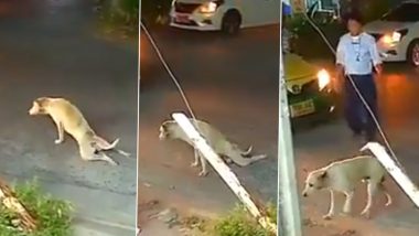 ड्रामेबाज डॉग! सड़क पर कुत्ते ने की ऐसी जबरदस्त एक्टिंग, जिसे देखकर आप भी हो जाएंगे हैरान (Watch Viral Video)