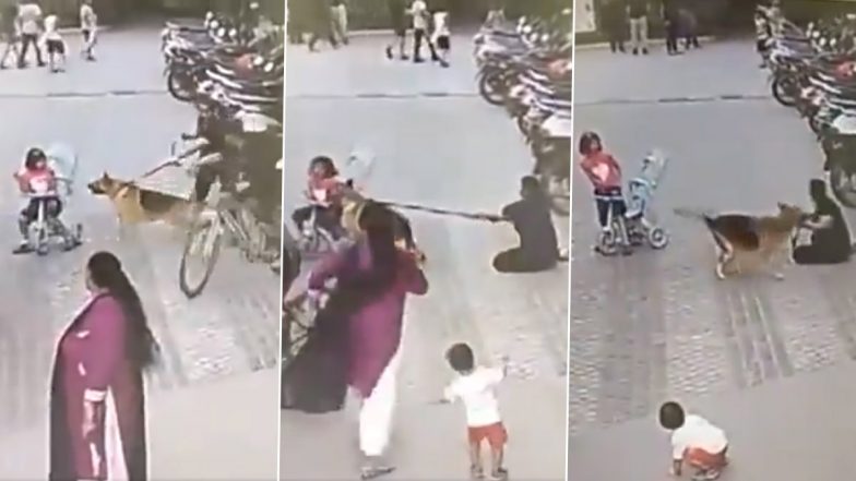 Ghaziabad Dog Attack Video: गाजियाबाद में कुत्तों का आतंक, पालतू जर्मन शेफर्ड ने सोसाइटी में साइकिल चला रही 6 साल की बच्ची पर किया जानलेवा हमला