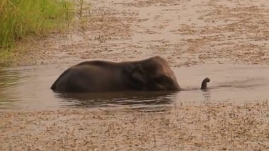 Viral Video: नदी में मजे से नहाता दिखा नन्हा हाथी, पानी के अंदर उछल-कूद करते गजराज का वीडियो हुआ वायरल