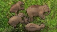 Viral Video: तमिलनाडु के अनामलाई टाइगर रिजर्व में सोता दिखा हाथी परिवार, मनमोहक वीडियो हुआ वायरल
