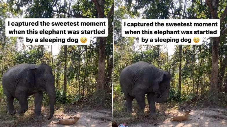 Viral Video: जमीन पर सो रहे कुत्ते को गलती से लग गया हाथी का पैर, फिर गजराज ने जो किया...