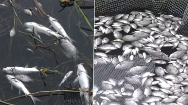 Kerala Dead Fish Video: केरल के एर्नाकुलम में पेरियार नदी में मरी पाई गई सैकड़ों मछलियां, फैक्ट्रियों से निकलने वाले कचरों से जान जाने की आशंका!