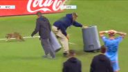 VIDEO: फुटबॉल मैच के दौरान मैदान में दौड़ने लगा रैकून, दर्शकों ने लिया खूब मजा, वीडियो हुआ वायरल