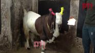 VIDEO: भोपाल में बकरीद से पहले ही 7.5 लाख रुपये में नीलाम हुआ बकरा, वजन जानकर रह जाएंगे दंग!