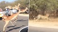 Viral Video: चीता ने किया पीछा तो हवा में उछलकर सड़क पार करने लगे हिरण, नजारा देख हैरान हो जाएंगे आप