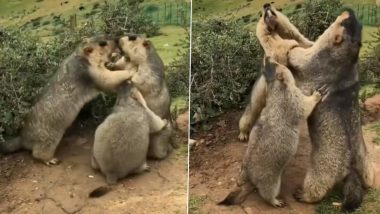 Marmot Viral Video: बेबी मारमोट के माता-पिता की आपस में हो गई लड़ाई, बीच-बचाव करता दिखा बच्चा