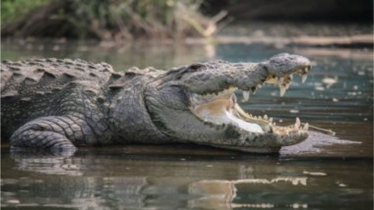 Crocodile Spotted in Mithi River: मुंबई में बारिश के बीच BKC के पास मीठी नदी में तैरते दिखा मगरमच्छ, देखने के बाद लोगों के छूटे पसीने!
