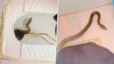 Snake in Toilet: टॉयलेट सीट से आ रही थी फुंफकारने की आवाज, कमोड में 10 फीट लंबे सांप को देख उड़े युवक के होश, देखें महाराष्ट्र का ये वायरल VIDEO