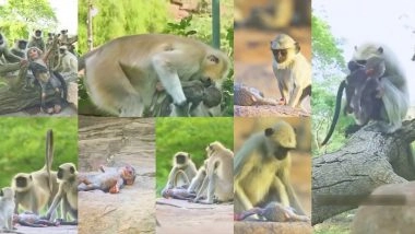 VIDEO: रोबोट को समझा मरा हुआ बंदर, बच्चे को सीने से लगाकर रोए लंगूर! मातम का इमोशनल वीडियो वायरल