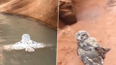 Owl Viral Video: उड़ने के बजाय तैरकर उल्लू ने पार किया रास्ता, वीडियो देख लोग बोले- अलग लेवल का टैलेंट