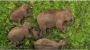 Beautiful Elephant Family Video: तमिलनाडु के अनामलाई टाइगर रिजर्व से आया खूबसूरत वीडियो, देखें हाथियों का परिवार कैसे अपने बच्चों को देता है Z+ सिक्योरिटी