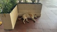 Taj Hotel: मुंबई के ताज होटल परिसर में आराम से सोता मिला कुत्ता, पूछने पर प्रबंधन ने बताया अनोखा कारण (View Post)