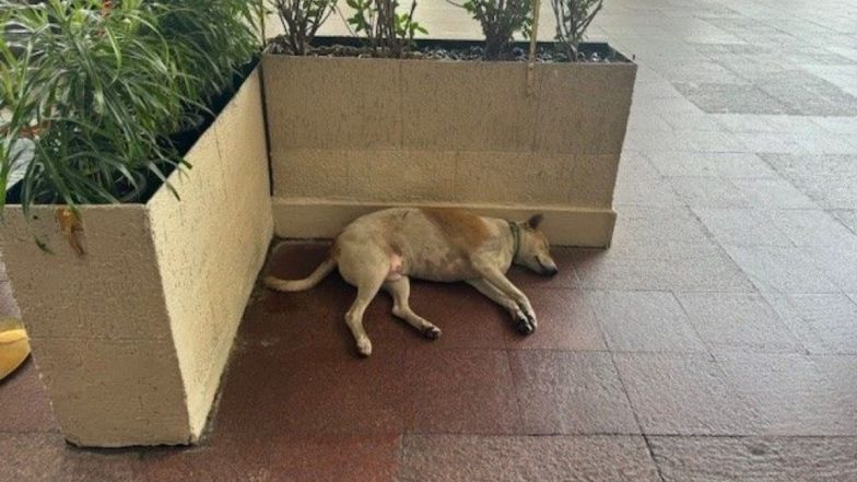 Taj Hotel: मुंबई के ताज होटल परिसर में आराम से सोता मिला कुत्ता, पूछने पर प्रबंधन ने बताया अनोखा कारण (View Post)