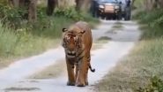Viral Video: सफारी गाड़ी के आगे शाही अंदाज में सैर करता दिखा बाघ, जंगल से अद्भुत नजारा आया सामने