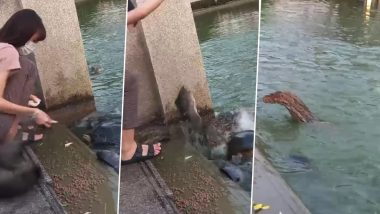 तालाब के किनारे कछुओं को खाना खिला रही थी लड़की, तभी आ धमका कोमोडो ड्रैगन और फिर... (Watch Viral Video)