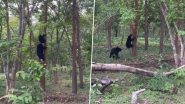 Viral Video: पेड़ की ऊंचाई से अपने बच्चे के साथ उतरती दिखी मां भालू, मनमोहक वीडियो हुआ वायरल