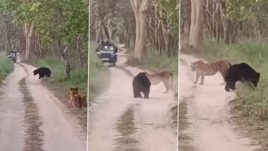 शिकार की तलाश में भटक रही थी बाघिन, अचानक पीछे से आ गया भालू, फिर जो हुआ... (Watch Viral Video)