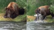 बहती नदी में भालू ने किया मछली का शिकार, जानवर के टैलेंट को देख हैरत में पड़े लोग (Watch Viral Video)
