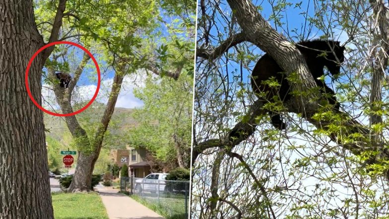 Viral Video: पेड़ पर चढ़ने के बाद नीचे उतरने का नाम नहीं ले रहा था भालू, फिर वन विभाग वालों ने अपनाई ये तरकीब