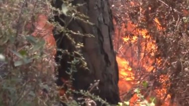 Fire In The Forests Of Himachal Pradesh: शिमला के टूटीकंडी इलाके के फ़ॉरेस्ट इलाकें में लगी आग, फायर ब्रिगेड की टीम का आग बुझाने का प्रयास जारी -Video