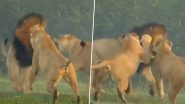 Viral Video: एक शेर पर झपट्टा मारकर टूट पड़ी दो खूंखार शेरनियां, तीनों की खौफनाक लड़ाई का वीडियो हुआ वायरल