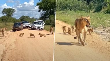 Viral Video: झाड़ियों से निकलकर अपनी मां के साथ रेस लगाते दिखे 6 नन्हे शेर, दिल जीत लेगा यह दिलचस्प नजारा
