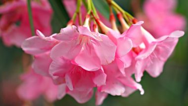 Kerala Banned Oleander Flowers: केरल ने मंदिर के प्रसाद में ओलिएंडर फूलों पर लगाया प्रतिबंध, जानें इसकी वजह