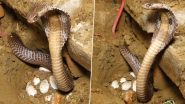 फन फैलाकर अपने अंडों की रखवाली करती दिखी मादा किंग कोबरा, लोग बोले- मां जैसी कोई नहीं (Watch Viral Video)