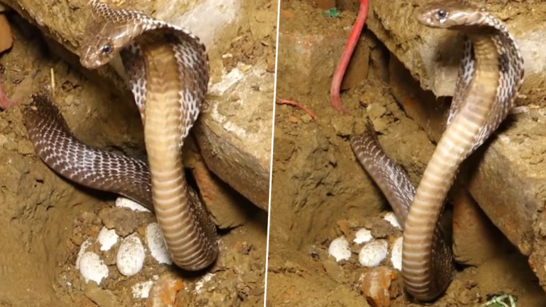 फन फैलाकर अपने अंडों की रखवाली करती दिखी मादा किंग कोबरा, लोग बोले- मां जैसी कोई नहीं (Watch Viral Video)