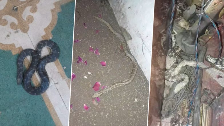 Viral Video: मंदिर परिसर में जगह-जगह दिखे कई सारे सांप, नजारा देख आंखों पर नहीं होगा यकीन